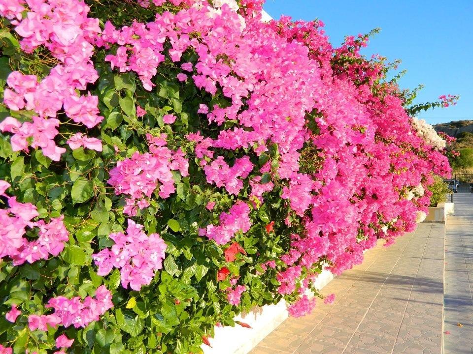 Telhinis Hotel & Apartments Faliraki Exterior photo